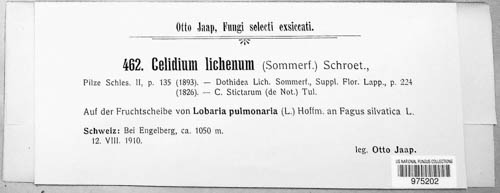 Plectocarpon lichenum image